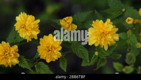 Kerrie Ranunculus Kerria Foto Stock