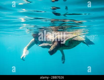 Donna nuotare accanto a una tartaruga, Maui, Hawaii, USA Foto Stock