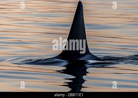 Pinna dorsale dell'Orca che rompe la superficie dell'oceano, Alaska, USA Foto Stock