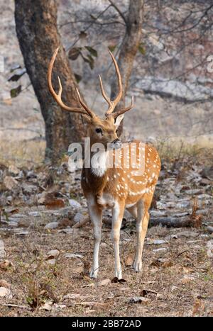 Male Chital (asse assi) nel Parco Nazionale di Ranthambore, Rajasthan, India Foto Stock