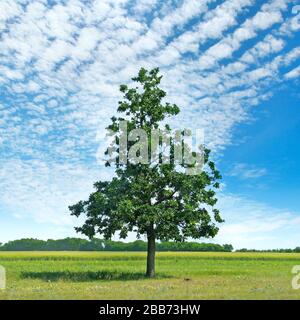 Quercia su un prato verde e cielo con nuvole chiare. Paesaggio agricolo. Foto Stock