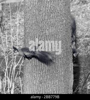 Due scoiattoli giocano a piedi sul tronco dell'albero. Immagine in bianco e nero. Foto Stock