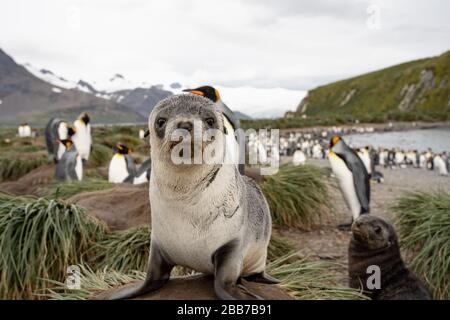 Pelliccia Pup, Georgia del Sud Foto Stock