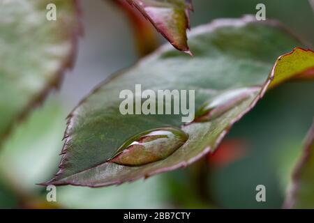 Dettaglio di gocce di pioggia sulla foglia di una rosa cespuglio Foto Stock