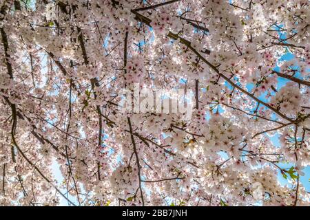 Guardando verso l'alto attraverso i rami di alberi bianchi fioriti in piena fioritura verso il cielo blu in una giornata di sole all'inizio della primavera Foto Stock