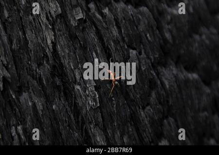 Una formica rossa che strisce su un albero bruciato nei fuochi del cespuglio australiano Foto Stock