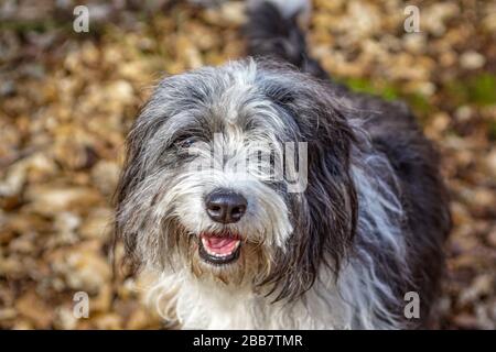 Ritratto di un cane molto carino Bordercollie bianco e nero Foto Stock