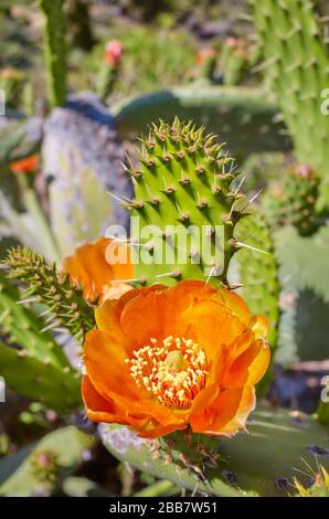 Primo piano immagine della fioritura Prickly Pear Cactus (Opuntia), fuoco selettivo, Tenerife, Spagna. Foto Stock