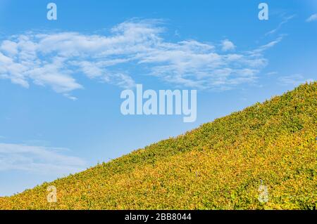 Vigneti e paesaggio in bassa Franconia in autunno con foglie colorate in colori autunnali tipici dopo l'annata in sole, cielo blu, piccolo molo Foto Stock