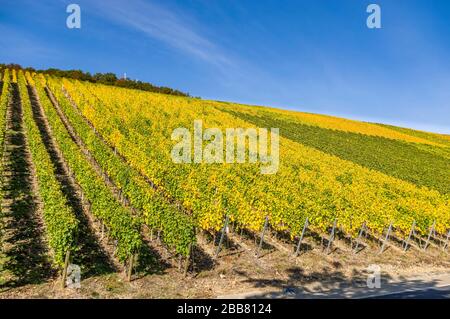 Vista sugli idilliaci vigneti del villaggio Escherndorf, Volkach città al Mainschleife sotto il castello Vogelsburg in autunno con un'uscita colorata Foto Stock