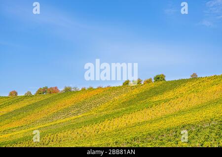 Vista sugli idilliaci vigneti del villaggio Escherndorf, Volkach città al Mainschleife sotto il castello Vogelsburg in autunno con un'uscita colorata Foto Stock