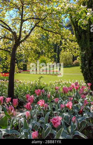 STANLEY PARK, VANCOUVER, CANADA - SETTEMBRE 2009: Fiori rosa, prati e alberi a Stanley Park a Vancouver Foto Stock