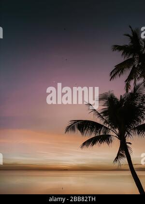 sogni al tramonto con palme e uccelli in paradiso Foto Stock