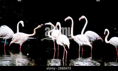 Primo piano volto di Flamingo bianco nel lago. Ritratto bianco grande fenicottero con becco rosa primo piano ritratto su uno sfondo lago d'acqua Foto Stock