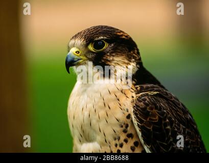 Vista laterale in primo piano della testa di Peregrine Falcon (Falco peregrinus), Newent Falconry Center, Gloucestershire, Inghilterra, Regno Unito Foto Stock