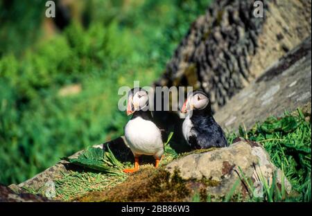 Due adulti Puffin comune / Puffin Atlantico (Fratercula arctica) seduti sulle scogliere di mare, Isola di lunga, Scozia, Regno Unito Foto Stock