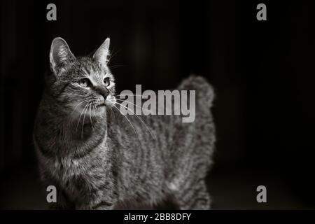 Gatto Pixie-bob in piedi in un riflettore Foto Stock
