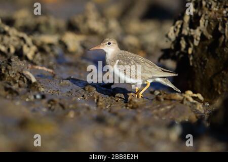 Un giovane e giovane giovane giovane giovane volente Sandpiper (Actitis macularius) su un fiume di marea in Jarrow, Inghilterra nord-orientale, Regno Unito, ottobre 2018 Foto Stock