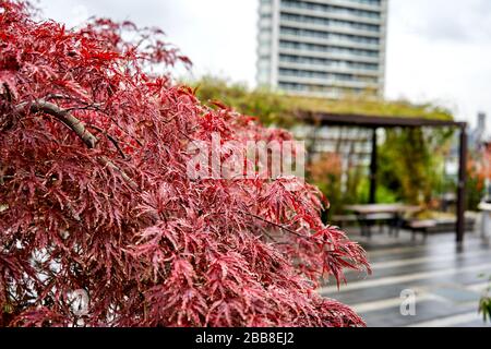 Il rosso parte nel parco della città Foto Stock