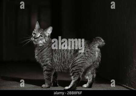 Gatto Pixie-bob in piedi in un riflettore Foto Stock
