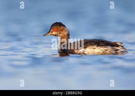 Un Grebe non riproduttore o immaturo a collo nero (Podiceps nigricollis) su un lago nel Regno Unito Foto Stock