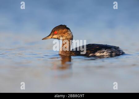 Un Grebe non riproduttore o immaturo a collo nero (Podiceps nigricollis) su un lago nel Regno Unito Foto Stock