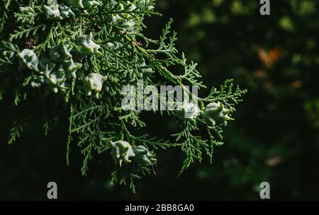 Thuja occidentalis sfondo.Thuja occidentalis è una conifera sempreverde, in cipresso famiglia Cupressaceae Foto Stock