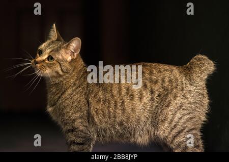 Gatto Pixie-bob in piedi in un riflettore Foto Stock