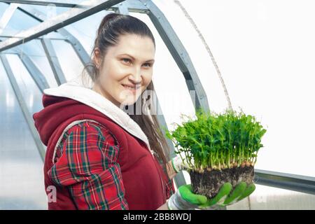 Giovane donna in contadino camicia a scacchi rosso giardinaggio in serra con microgens in mano, fuoco selettivo, copia spazio Foto Stock