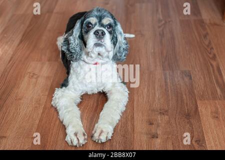 Carino adulto americano Cocker spagnolo tricolore con ampi occhi aperti si trova sul pavimento in parquet all'interno della camera. Luce naturale. Foto Stock