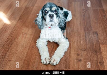Carino adulto americano Cocker spagnolo tricolore con ampi occhi aperti si trova sul pavimento in parquet all'interno della camera. Luce naturale. Foto Stock