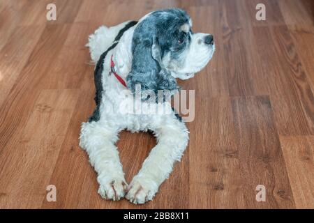 Carino adulto americano Cocker spagnolo tricolore con ampi occhi aperti si trova sul pavimento in parquet all'interno della camera. Luce naturale. Foto Stock