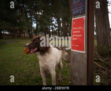 Un segno sulla terra di fiducia nazionale che dice che siamo chiusi su consiglio del governo. La terra è Half Moon Common ai margini del New Forest Hampshire. Foto Stock