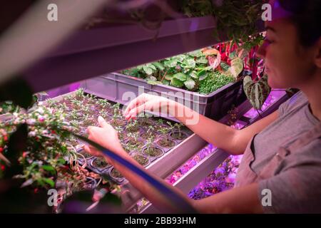 Primo piano di donna in piedi a contenitori di piantine ed esaminando beccucci mentre si prendono cura di piante in serra Foto Stock