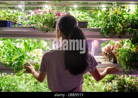 Vista posteriore del giardiniere bruna che si trova a scaffale di piante verdi ed esaminandolo per i parassiti in serra Foto Stock