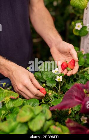 Primo piano di uomo irriconoscibile in piedi alla pianta e scegliere fragola matura in serra o giardino Foto Stock