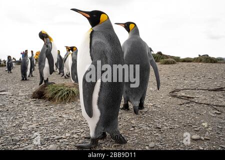 gruppo di pinguini in antartide Foto Stock