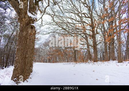 Fondo di un albero accanto a un sentiero coperto di neve in una Foresta Midwestern Foto Stock