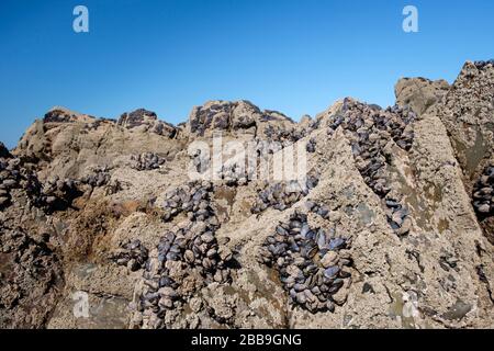 Le belle spiagge sabbiose e i crassi rocciosi rendono Sandymouth popolare ma lo spazio può essere trovato per studiare le rocce e la crustacia Foto Stock