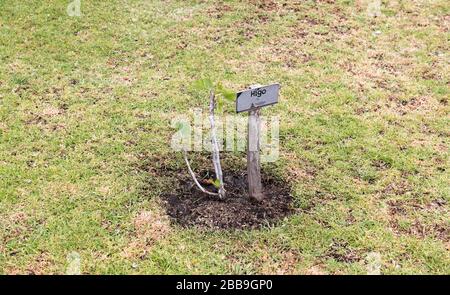 QUITO, ECUADOR - 29 LUGLIO 2018: Un piccolo albero di fico con un cartello alla mostra Mitad del Mundo. Foto Stock