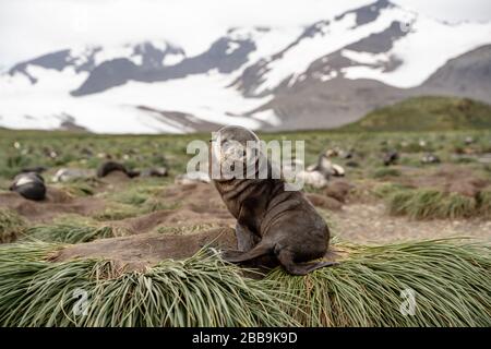 Pelliccia Pup, Georgia del Sud Foto Stock