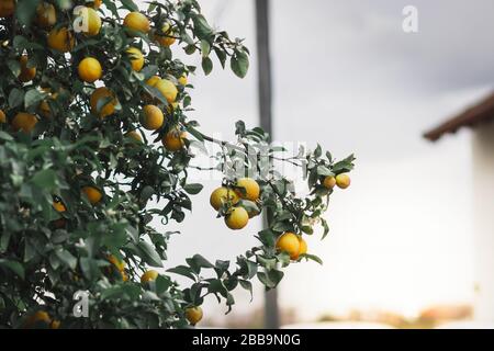 aranciato amaro carico di frutti e fiori, su sfondo sfocato. Foto Stock