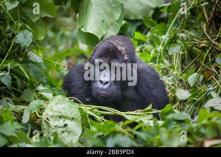 Gorilla nel parco nazionale selvaggio Repubblica Democratica del Congo verde foresta Foto Stock