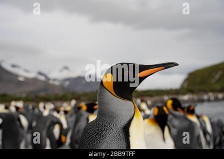 gruppo di pinguini in antartide Foto Stock