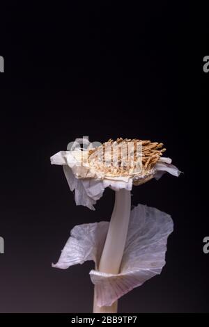 Testa di aglio senza gli spicchi o i denti, fiore-come buccia interna e gambo sinistra della spezia fresca Foto Stock