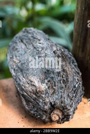 Un baccello di cacao maturo. Foto Stock