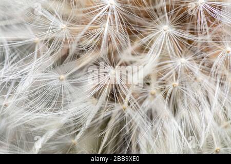 Vista ravvicinata della testa di seme di un dandelion fiore selvatico (Taraxacum) Foto Stock