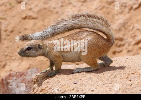 Scoiattolo di terra del capo (Xerus inauris), su tutti i quattro, in cima all'entrata del burrow, alert, Parco transfrontaliero di Kgalagadi, Capo del Nord, Sudafrica Foto Stock