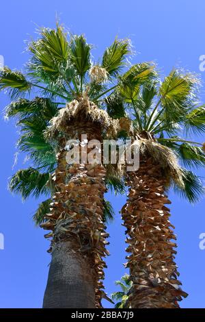 Una vista verso l'alto di due tronchi di palma shaved fan con fronds soffiato nel sole contro il cielo blu negli Stati Uniti Foto Stock