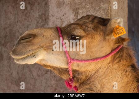 Un portret di un giovane cammello, che vive in una fattoria di cammelli, a sud di Marrakech. Foto Stock